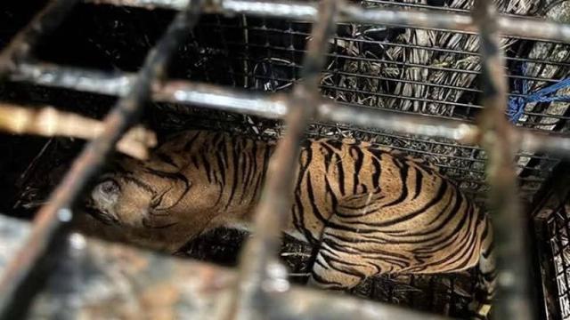 Harimau Sumatera yang Resahkan Warga Lampung Barat Berhasil Diamankan Petugas