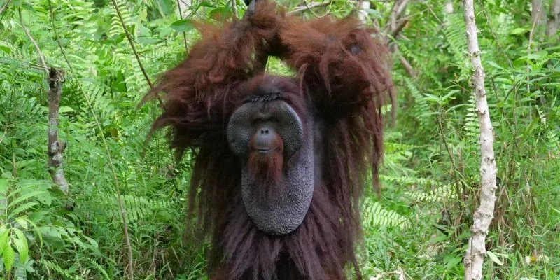 Menteri Kehutanan Raja Juli Antoni menyiapkan 87.000 ha untuk konservasi orangutan